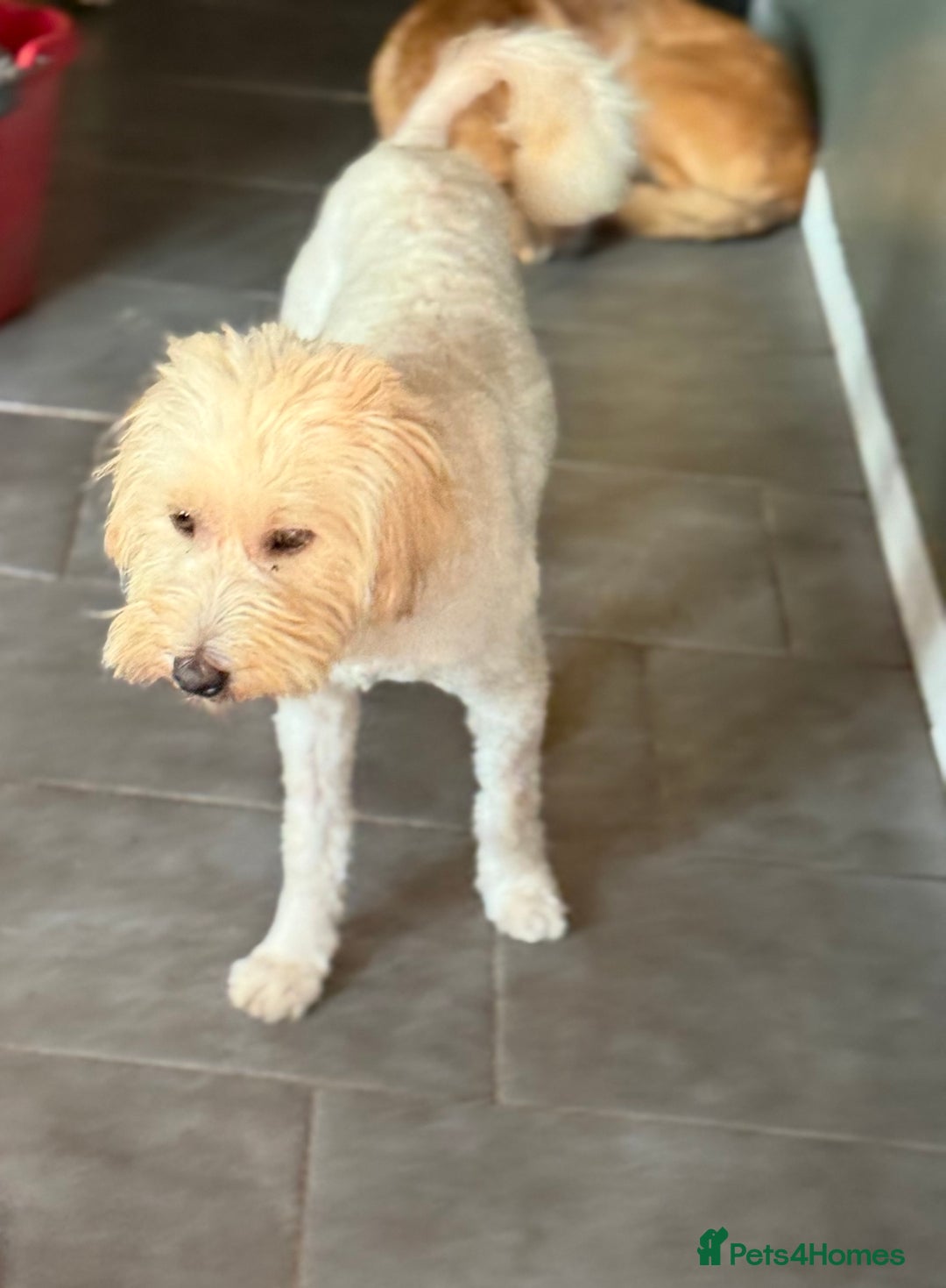 Tibetan Terrier dogs for adoption: Sweet Barney looking for LOVE - Image 12