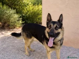 German Shepherd dogs 🚨‼️URGENT‼️🚨 Bandit 💙🐾 - Advert 6