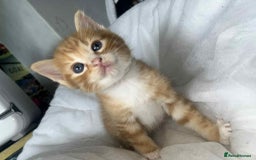 Bengal cats for sale: Beautiful bengal cross kittens ready to leave - Image 2