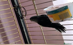 Parakeets birds for sale: Two lineolated parakeet both males - Image 6