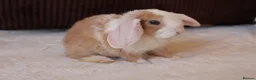 Mini Lop rabbits for sale: Mini Plush Lop & Mini Rex Doe 🐰 - Advert 1