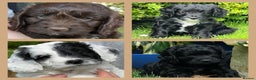 Miniature Poodle dogs for stud: OUTSTANDING CHOCOLATE F1 COCKAPOO FULLY DNA TESTED in Radstock - Advert 12