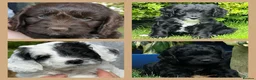Miniature Poodle dogs for stud: OUTSTANDING CHOCOLATE F1 COCKAPOO FULLY DNA TESTED in Radstock - Advert 15