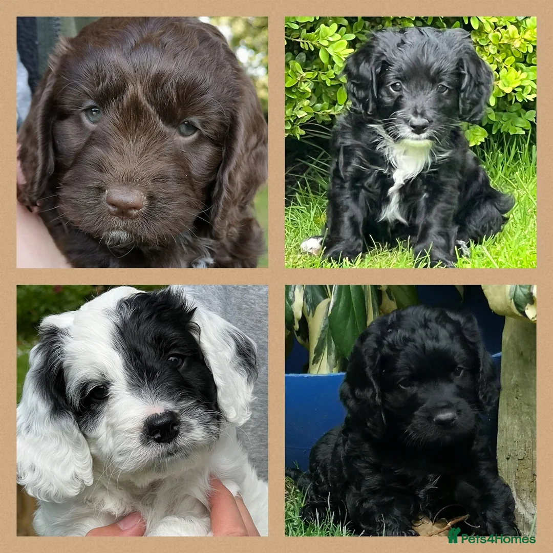 Miniature Poodle dogs for stud: OUTSTANDING CHOCOLATE F1 COCKAPOO FULLY DNA TESTED in Radstock - Advert 15