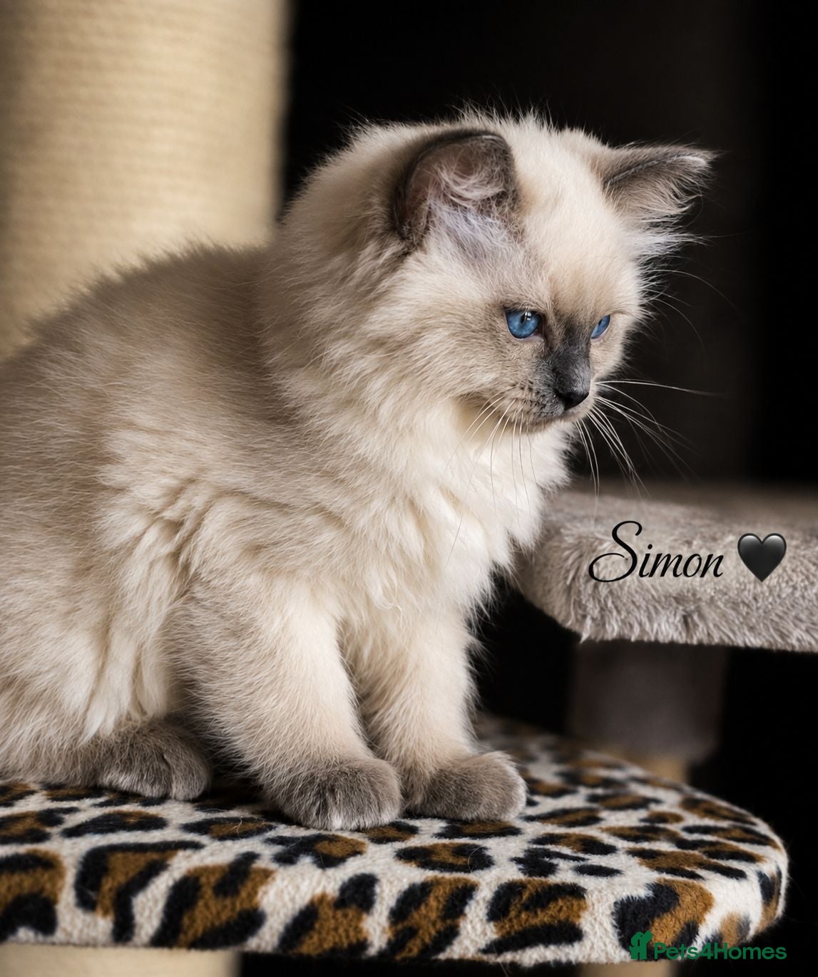 Ragdoll cats 1 Stunning TICA-Registered Ragdoll Boy - Simon - Advert 2