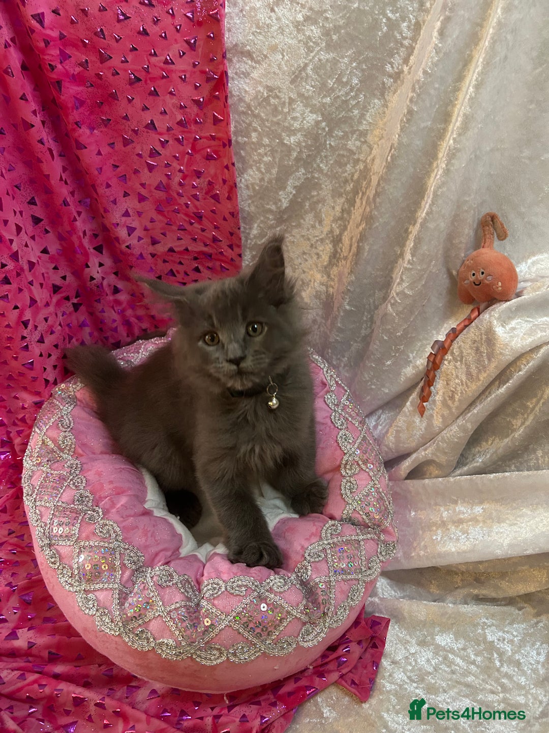 Maine Coon cats for sale: Beautiful GCCF reg Mainecoon kittens available  - Image 27