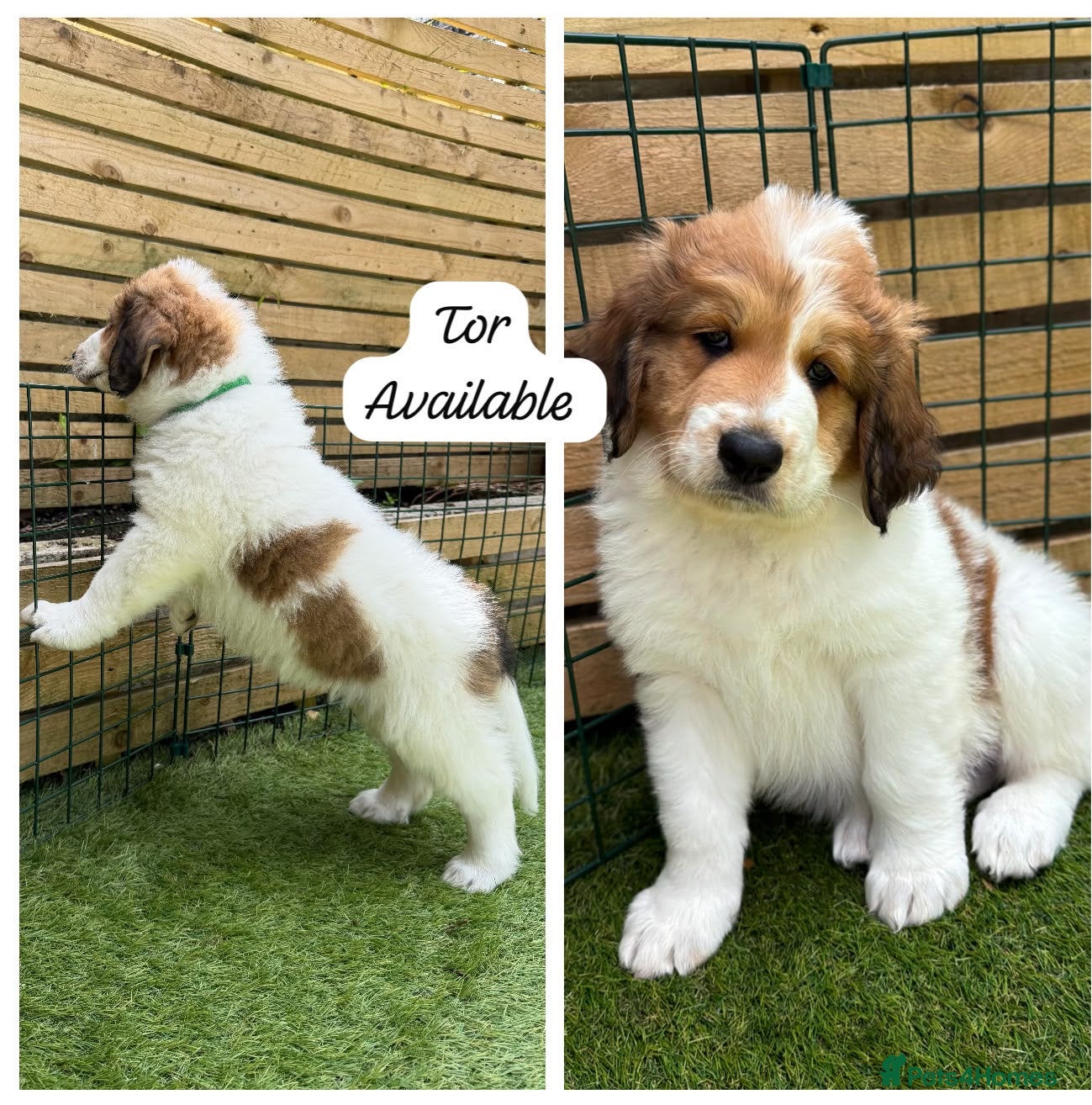 Mixed Breed dogs READY NOW, Golden Doodle X Pyrenees Puppies - Advert 1