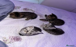Persian cats for sale: Persian Chinchilla x British Short Hair kittens - Image 2