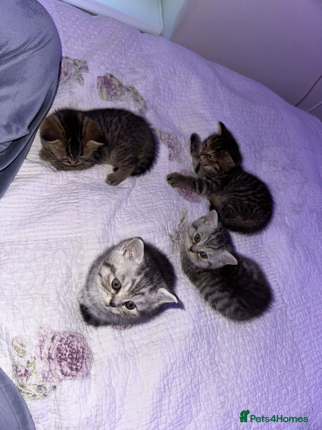 Persian cats for sale: Persian Chinchilla x British Short Hair kittens - Image 2