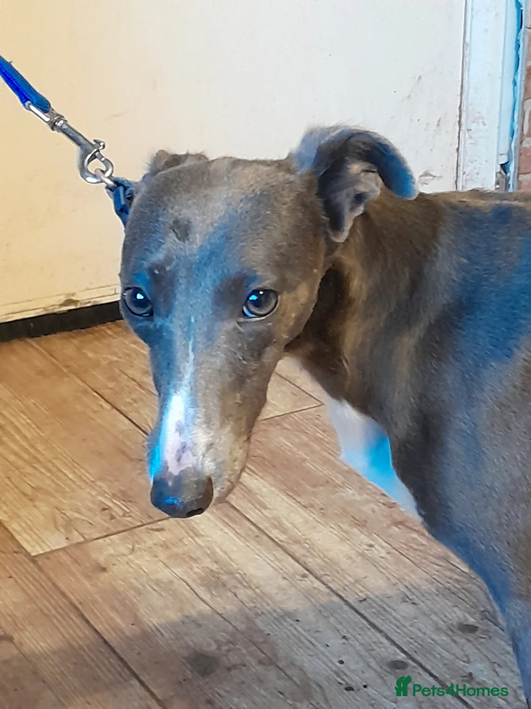 Whippet dogs for stud: Blue whippet stud - Advert 3