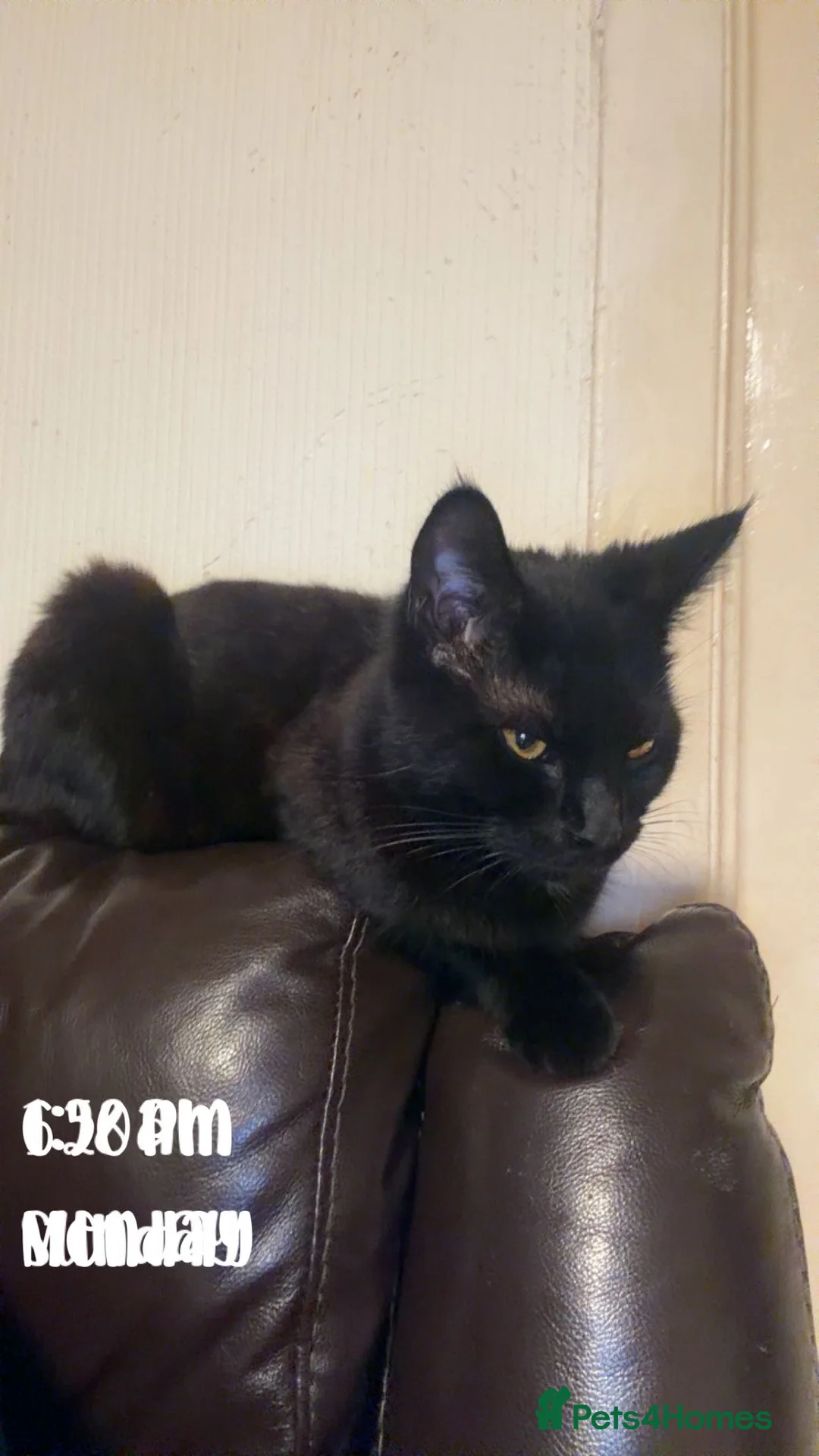 Mixed Breed cats for sale: British shothair/ Maine coone kittens - Advert 2