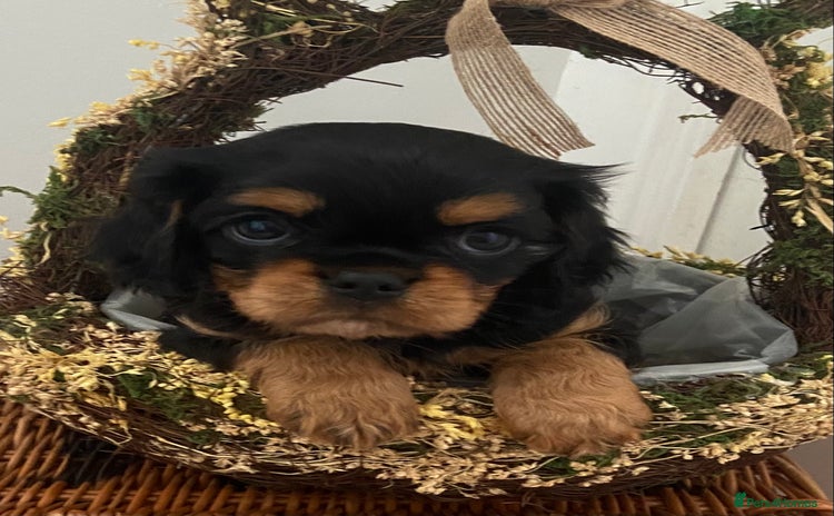 Cavalier King Charles Spaniel dogs - Advert 5