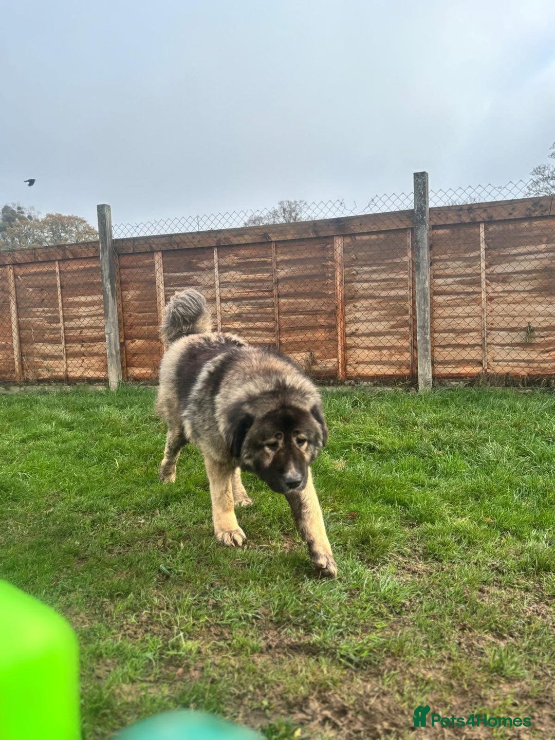 Caucasian Shepherd Dog dogs for sale: 🏡 ADOPT MISHA 🐾 FREE 🌟 Make a Christmas Miracle - Advert 8