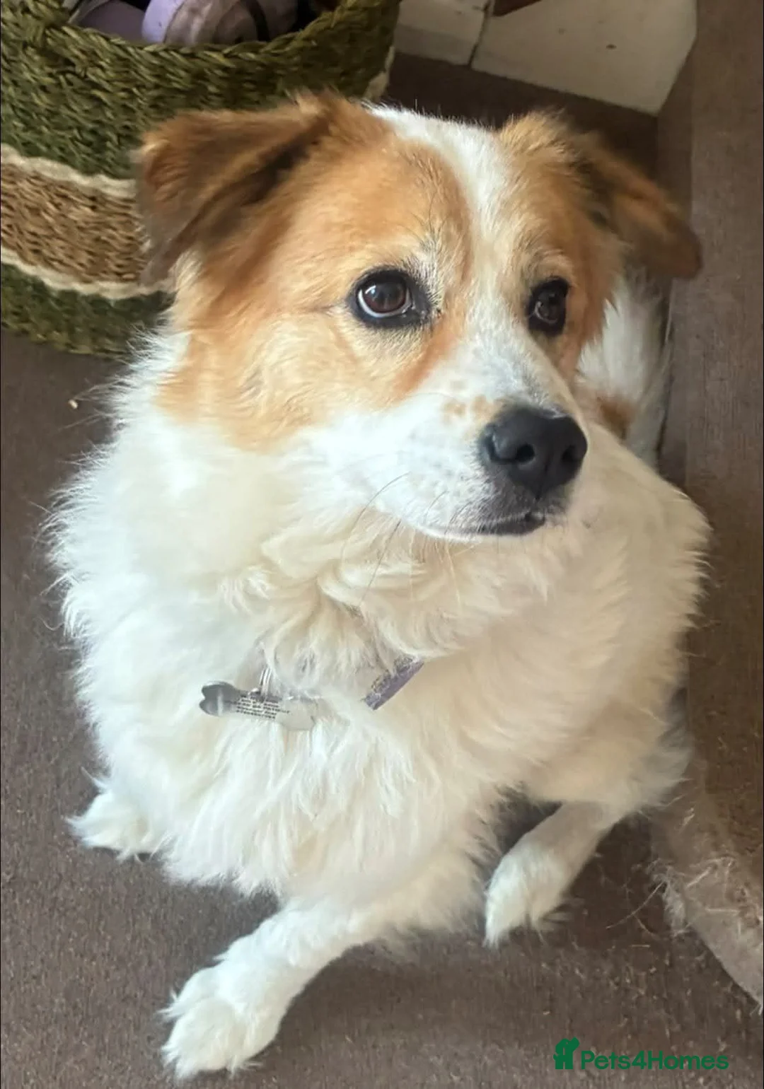 Mixed Breed dogs for adoption: Meet Phoenix, currently residing in Duston in Northampton - Advert 9