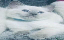 British Shorthair cats for sale:  Ragdoll x British shorthair kittens  - Image 3