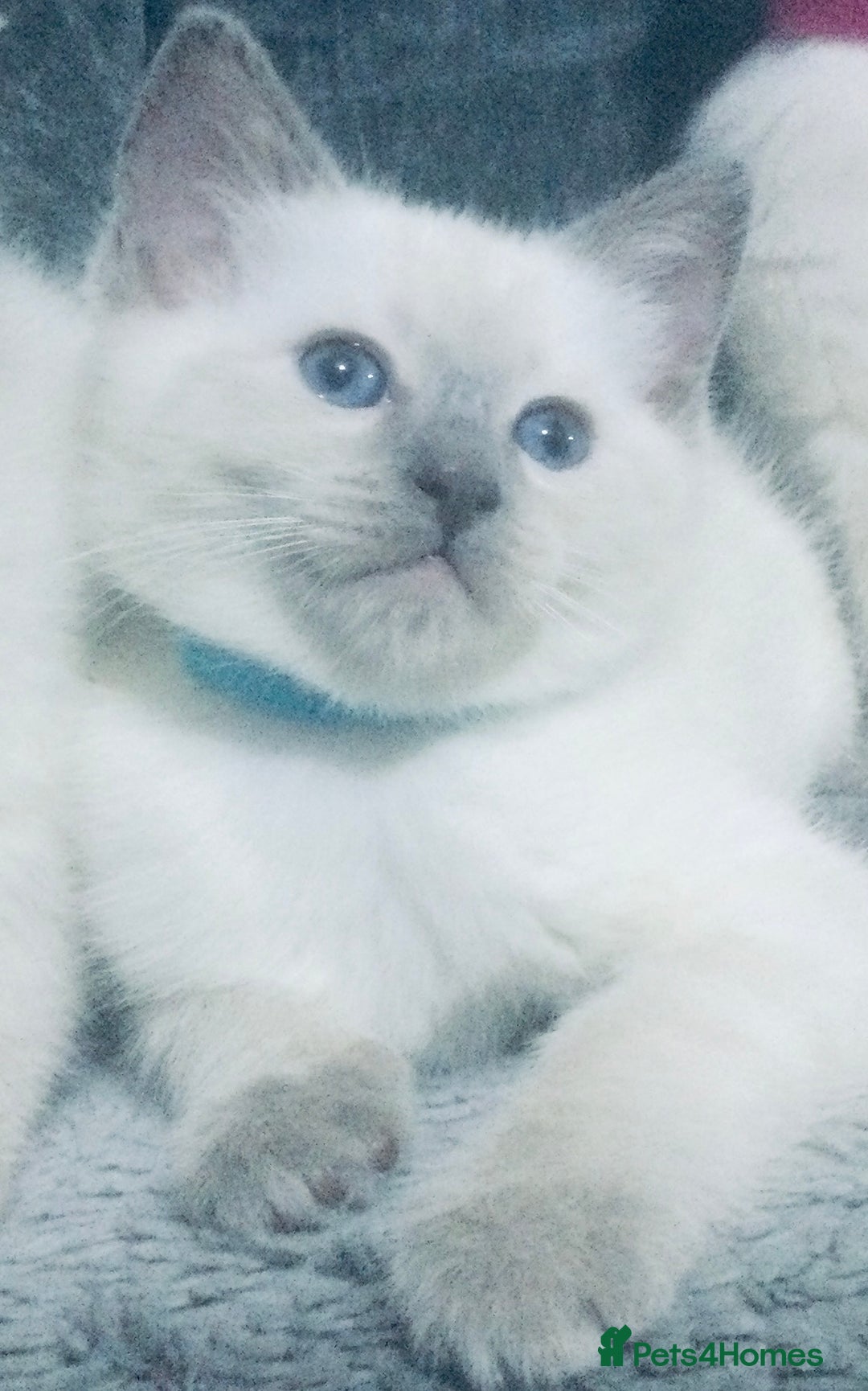 British Shorthair cats for sale:  Ragdoll x British shorthair kittens  - Image 3