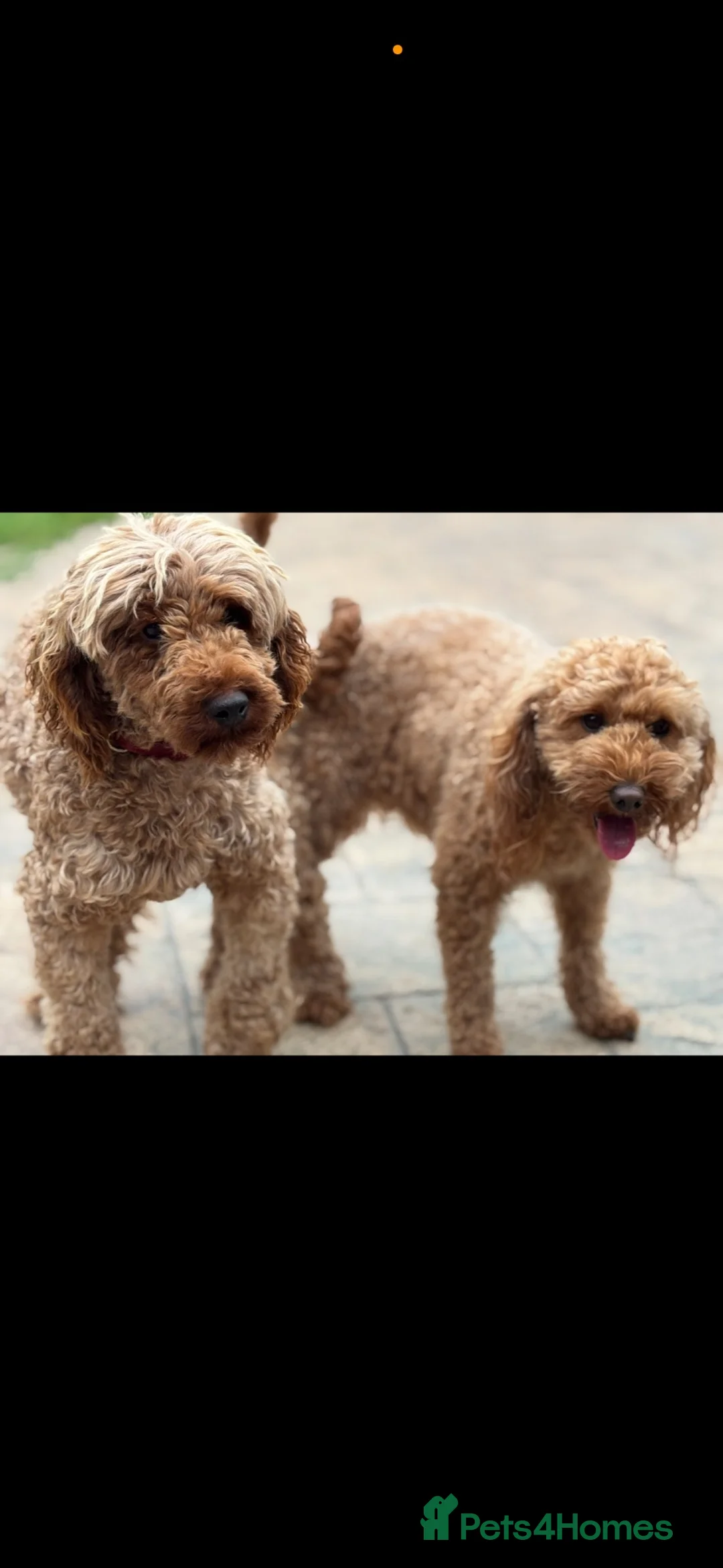 Miniature Poodle dogs for stud: Kc registered dna health tested stud  - Advert 7