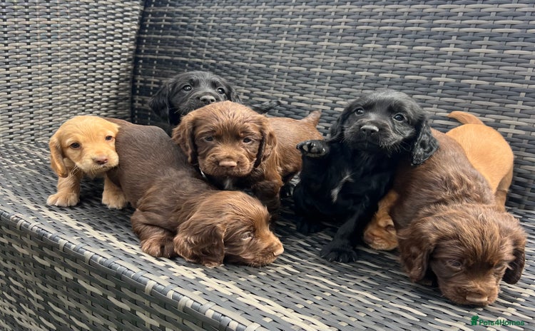 Cocker Spaniel dogs - Advert 15