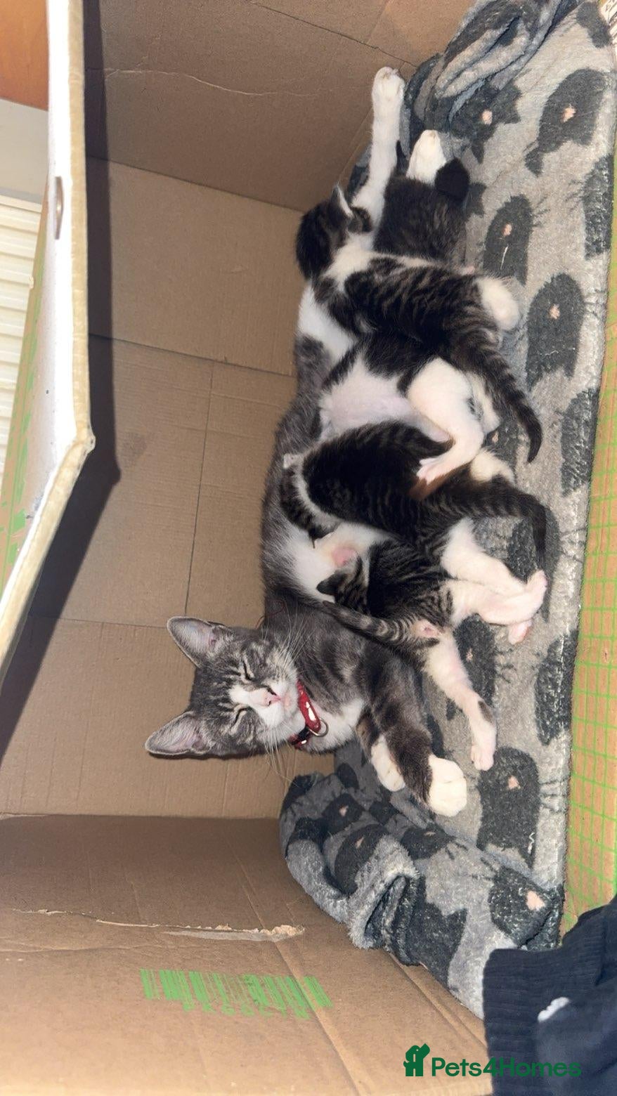 Mixed Breed cats Beautiful mixed breed - Advert 8