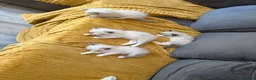 Ragdoll cats for sale: Beautiful kittens  - Advert 11