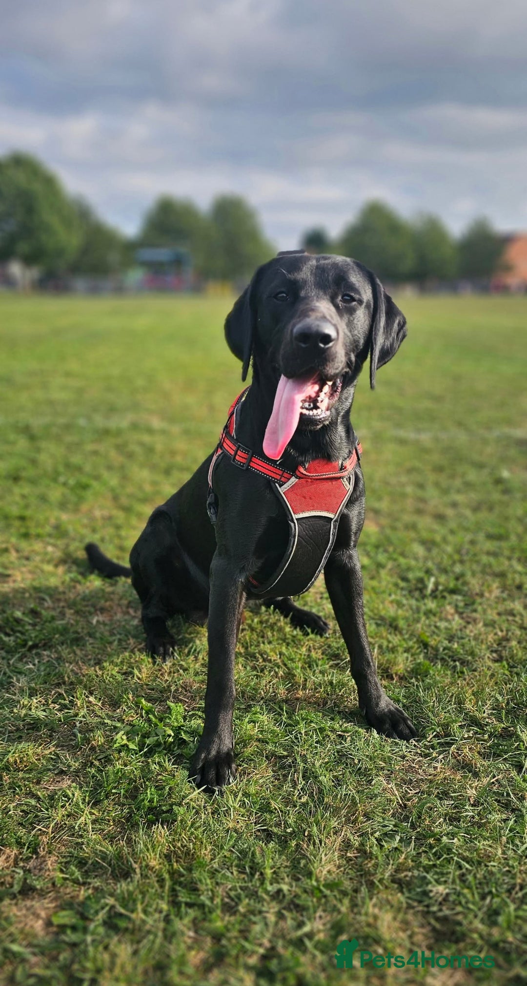 Labrador Retriever dogs for sale: Beautiful litter of labradors - Advert 13