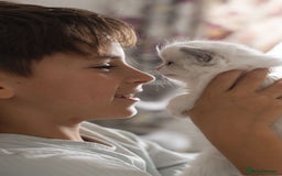 Ragdoll cats for sale: NEW LITTER of Blue BiColour And Lynx kittens - Image 8