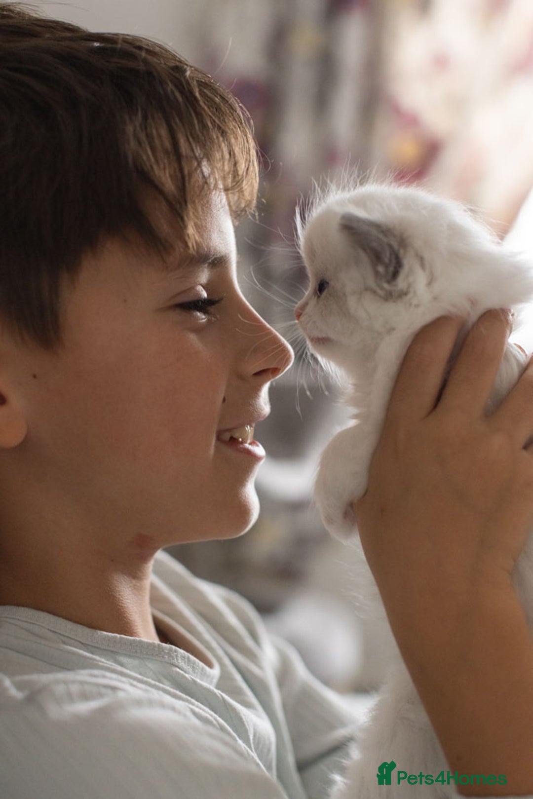 Ragdoll cats for sale: NEW LITTER of Blue BiColour And Lynx kittens - Image 8