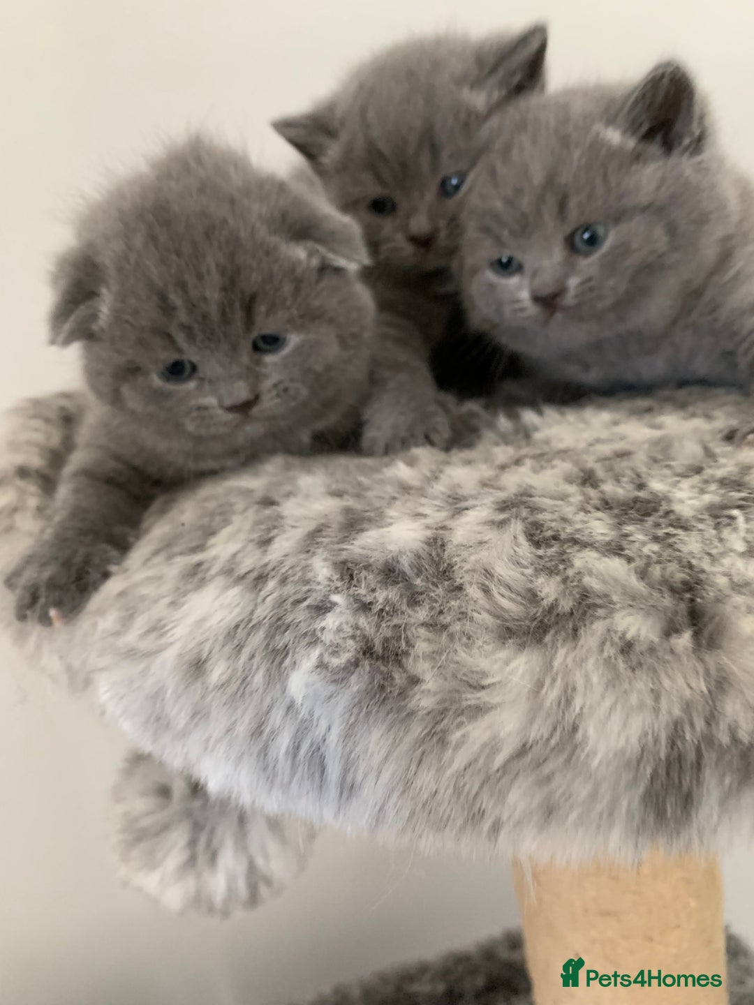 Scottish Fold cats for sale: Scottish Fold x Russian Blue Kittens  - Image 8