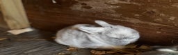 Mini Lop rabbits for sale: White & Grey Mini Lops - Advert 18
