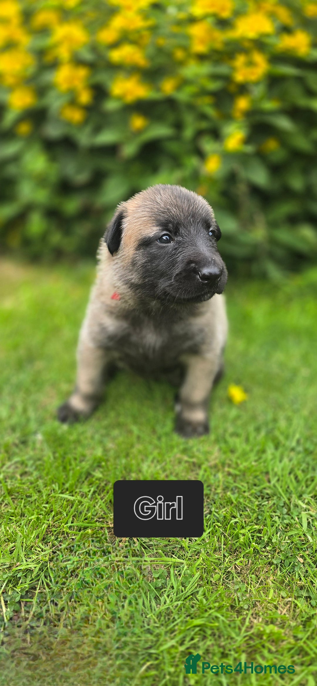 Belgian Shepherd Dog dogs for sale: Elite-line Belgian Malinois Puppies - Image 24