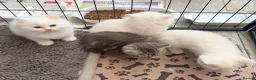 Persian cats for sale: 4 beautiful Persian x kittens, ready now - Advert 18