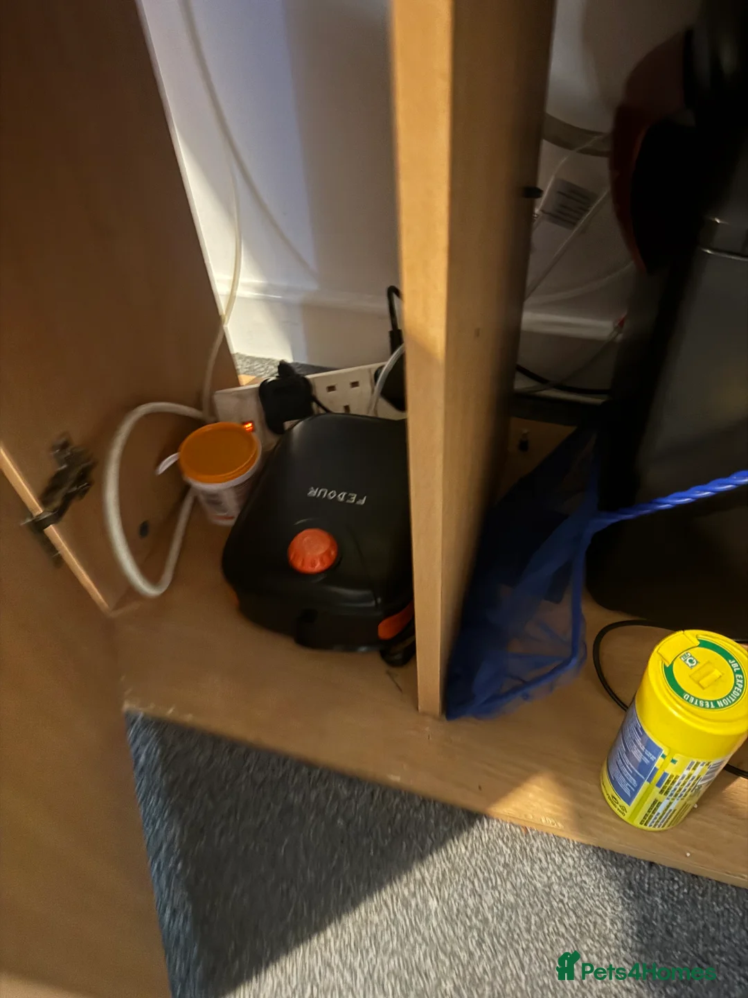 Fancy Goldfish fish for sale: Fancy gold fish x4  - Advert 3