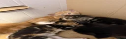 Mixed Breed cats for sale: Adorable Kittens Looking home  - Advert 9