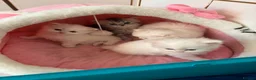 Persian cats for sale: Persian kittens for sale - Advert 21