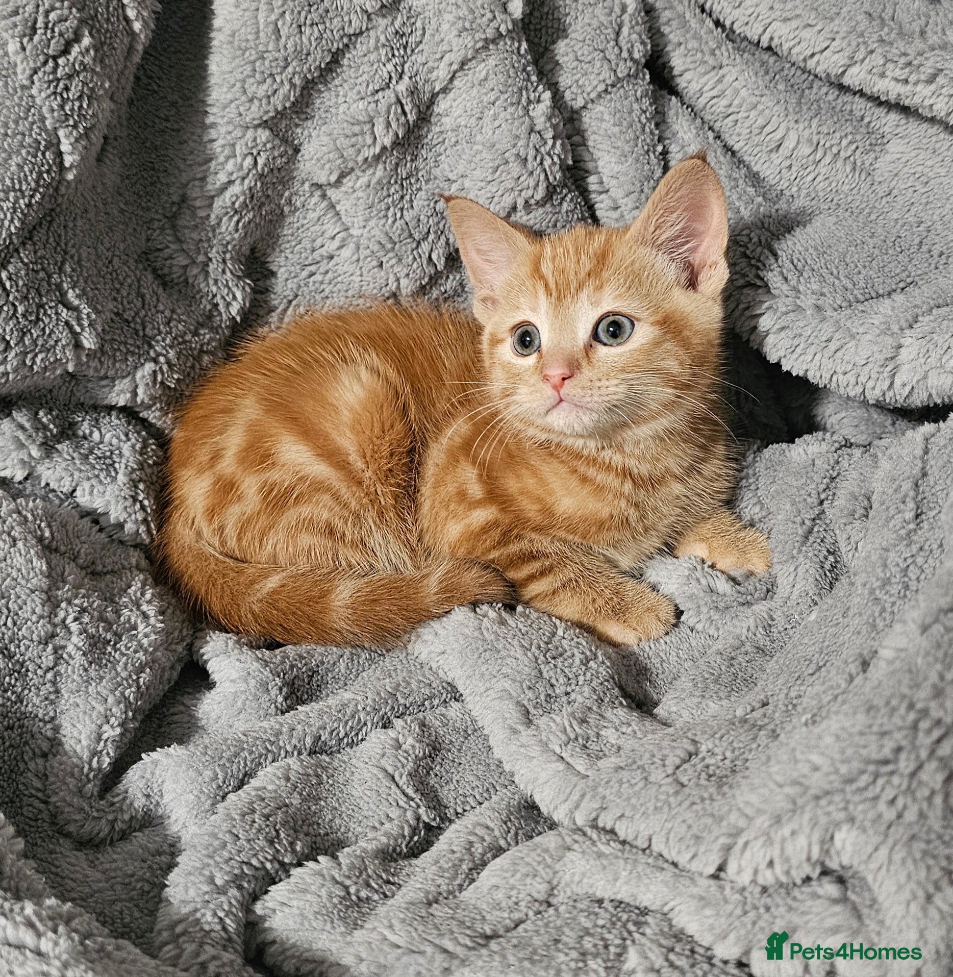 Maine Coon cats Kittens ready now - Advert 2