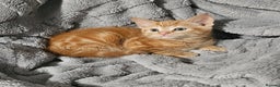 Maine Coon cats for sale: Kittens ready now - Advert 1