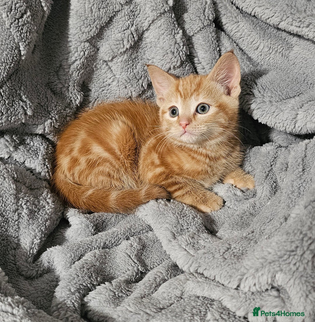 Maine Coon cats for sale: Kittens ready now - Advert 1