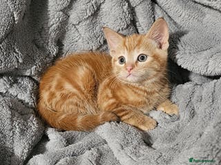 Maine Coon cats Kittens ready now - Advert 4