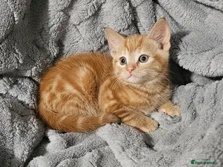 Maine Coon cats Kittens ready now - Advert 6