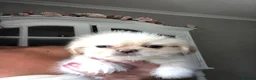 Mixed Breed dogs for sale: Beautiful fluffy Shih tzu baby boys - Advert 10