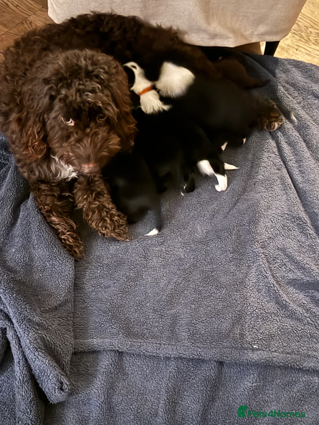 Bordoodle dogs for sale: ALL PUPPIES NOW RESERVED  - Advert 3