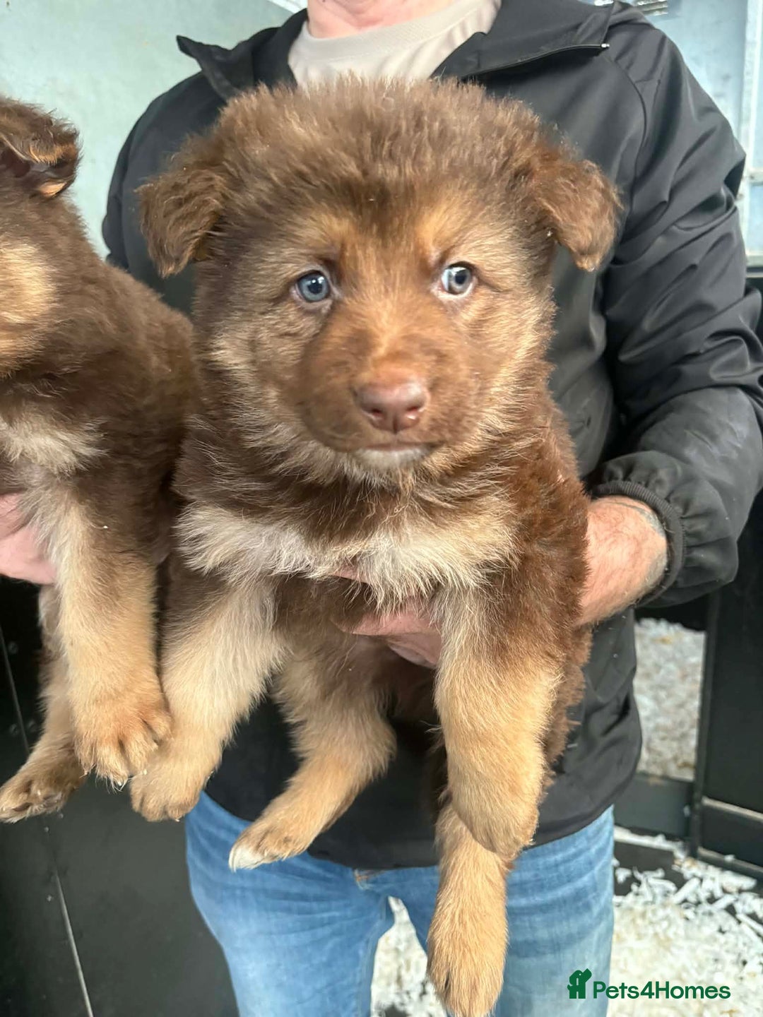 German Shepherd dogs for sale: 3 beautiful German shepherd puppies  - Advert 4