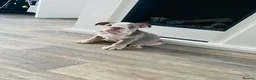 English Bulldog dogs for sale: Boy 2 LAST BOY LEFT ENGLISH BULLDOGS - Advert 1