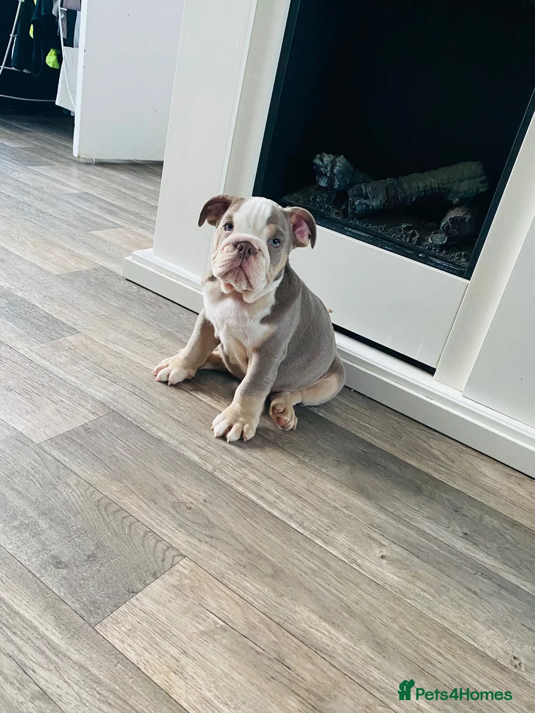 English Bulldog dogs for sale: Boy 2 LAST BOY LEFT ENGLISH BULLDOGS - Advert 1