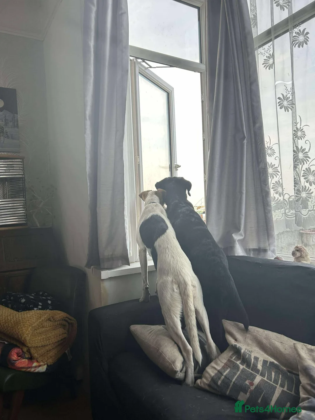 Mixed Breed dogs for adoption: Nora is looking for a loving forever home in Withernsea - Advert 22