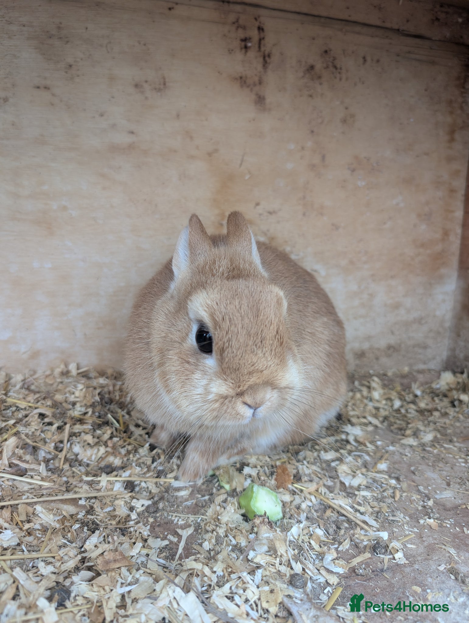 Netherland Dwarf rabbits Netherland dwarfs   - Advert 2