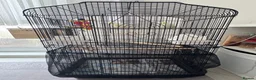 Budgerigars birds for sale: Pair of Beautiful Budgies with Cage and Toy - Advert 4