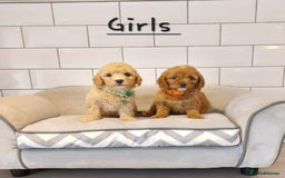 Cavachon dogs for sale: Cavapoochon puppies 🥰 - Image 8