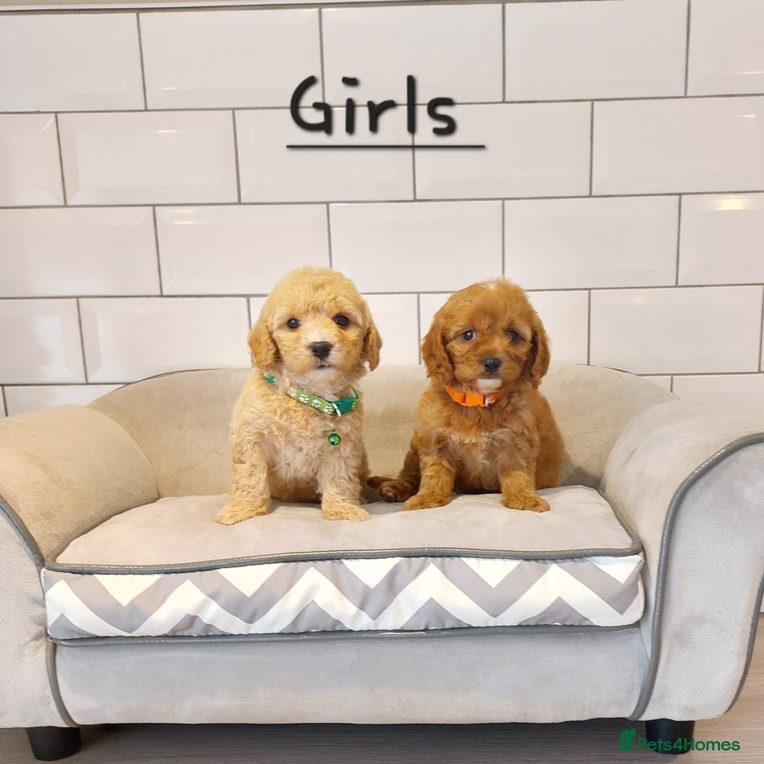 Cavachon dogs for sale: Cavapoochon puppies 🥰 - Image 8