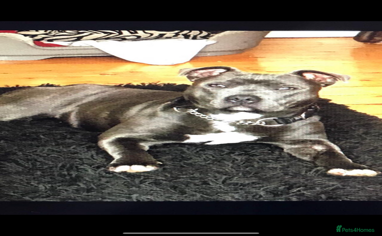 Staffordshire Bull Terrier dogs - Advert 10